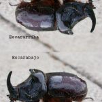 Escarabajo y escararriba