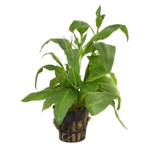 Planta Gymnocorins Spilanthoides para acuarios