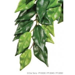 Planta de seda Ficus para reptiles