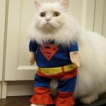 Super Gato