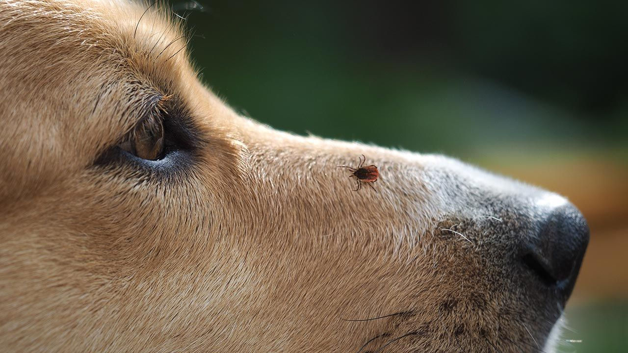 cómo prevenir y eliminar las garrapatas en perros