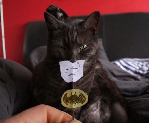 Gato-Batman Animaleando